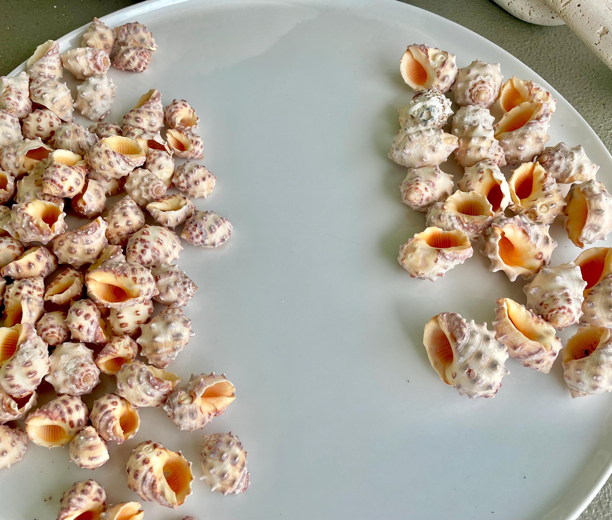 Orange Morum Drupa Shells: .5-1.5" *You Choose Quantity & Size* Spotted Small Craft Seashells