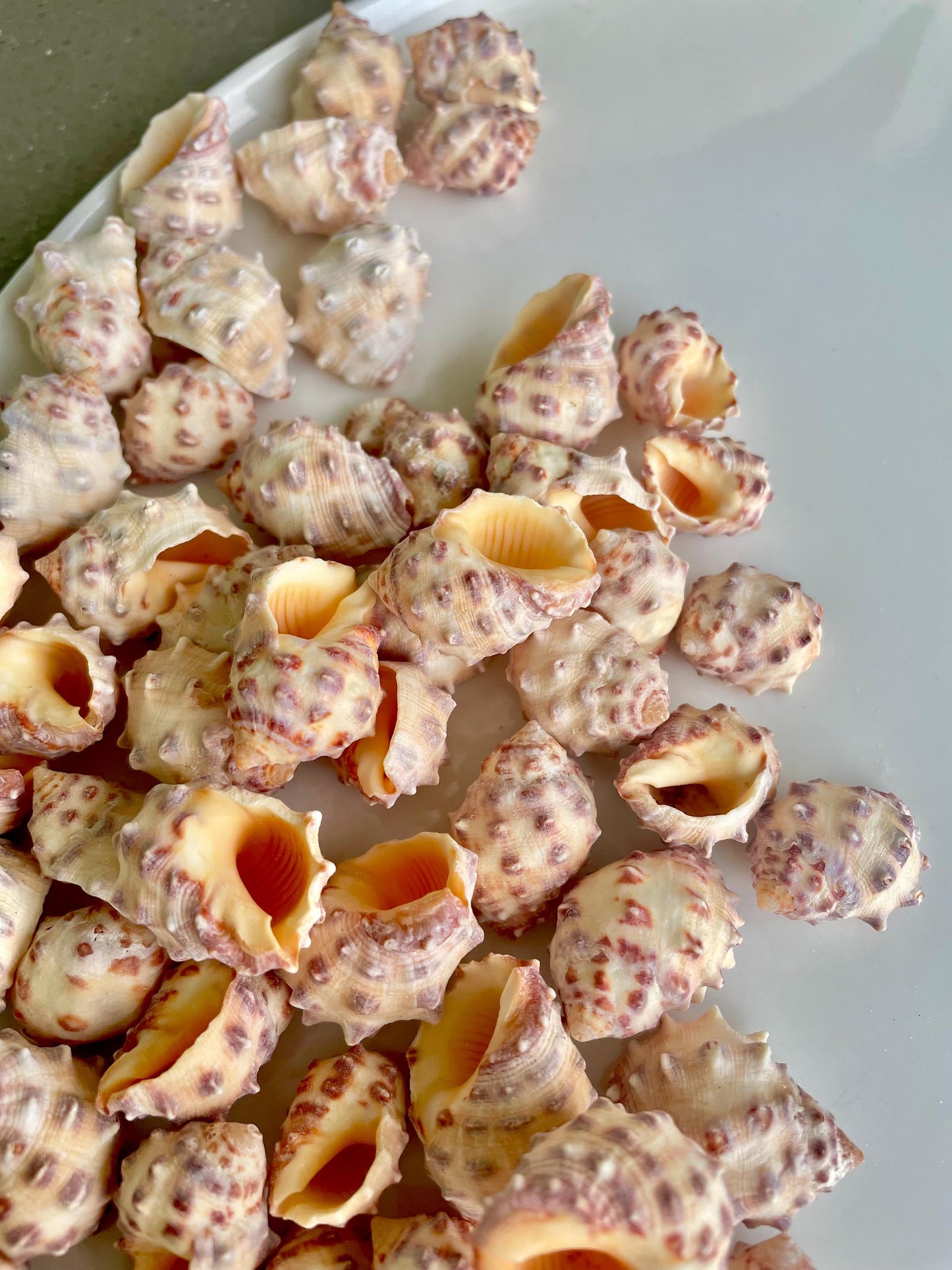 Orange Morum Drupa Shells: .5-1.5" *You Choose Quantity & Size* Spotted Small Craft Seashells