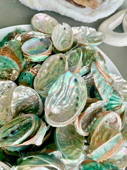 Korean Red Green Striped Abalone Shells 2.5-3" Natural Iridescent Mermaid Seashells