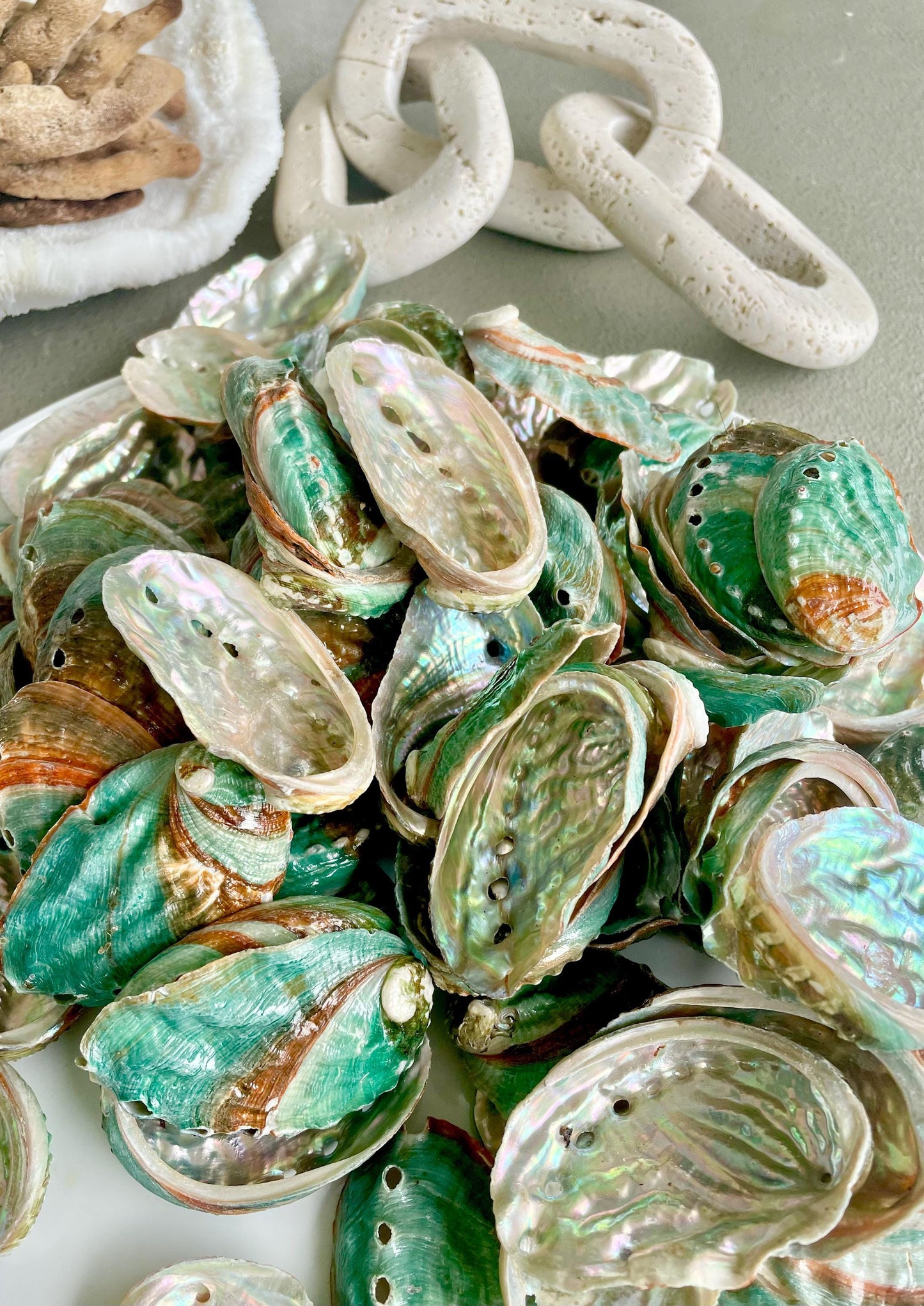 Korean Red Green Striped Abalone Shells 2.5-3" Natural Iridescent Mermaid Seashells