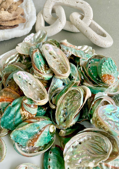 Korean Red Green Striped Abalone Shells 2.5-3" Natural Iridescent Mermaid Seashells
