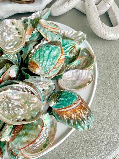 Korean Red Green Striped Abalone Shells 2.5-3" Natural Iridescent Mermaid Seashells