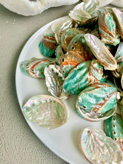 Korean Red Green Striped Abalone Shells 2.5-3" Natural Iridescent Mermaid Seashells