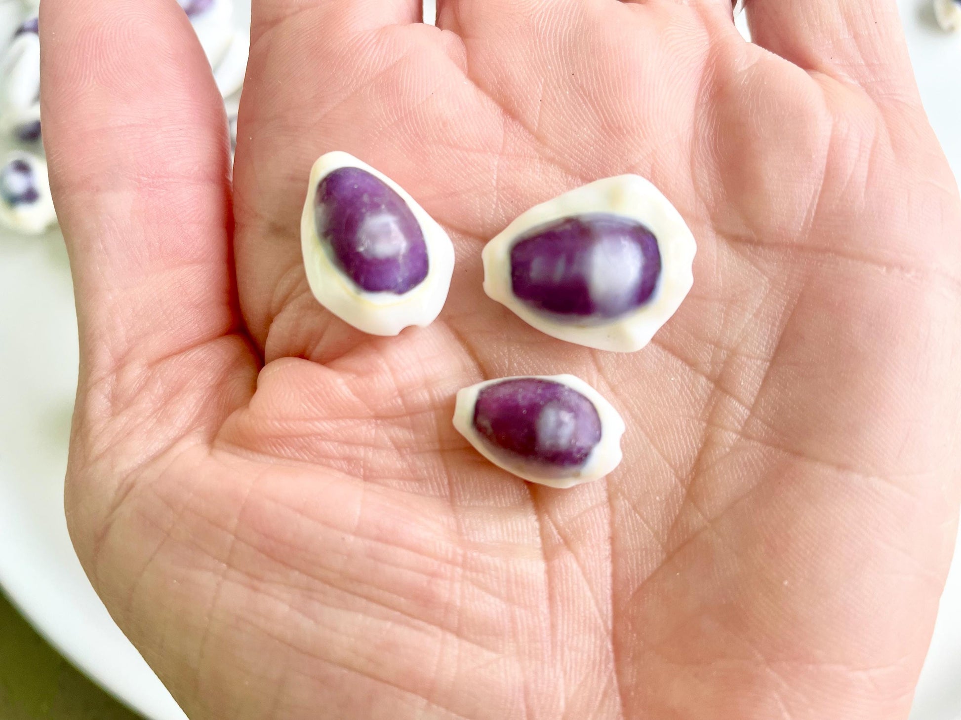 Purple Top Money Cowrie Shells *You Choose Quantity* .5-1" White Small Craft Seashells