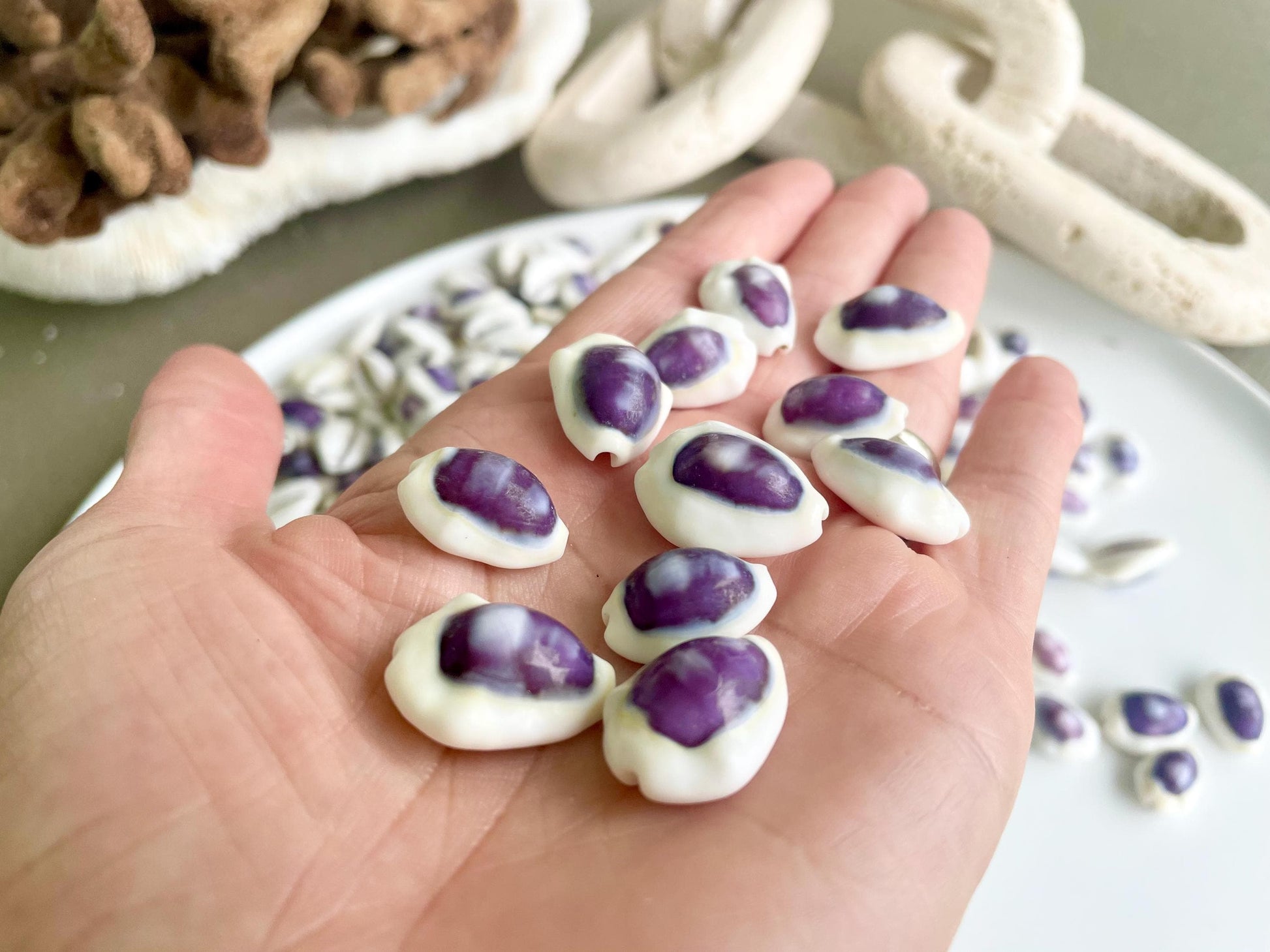 Purple Top Money Cowrie Shells *You Choose Quantity* .5-1" White Small Craft Seashells