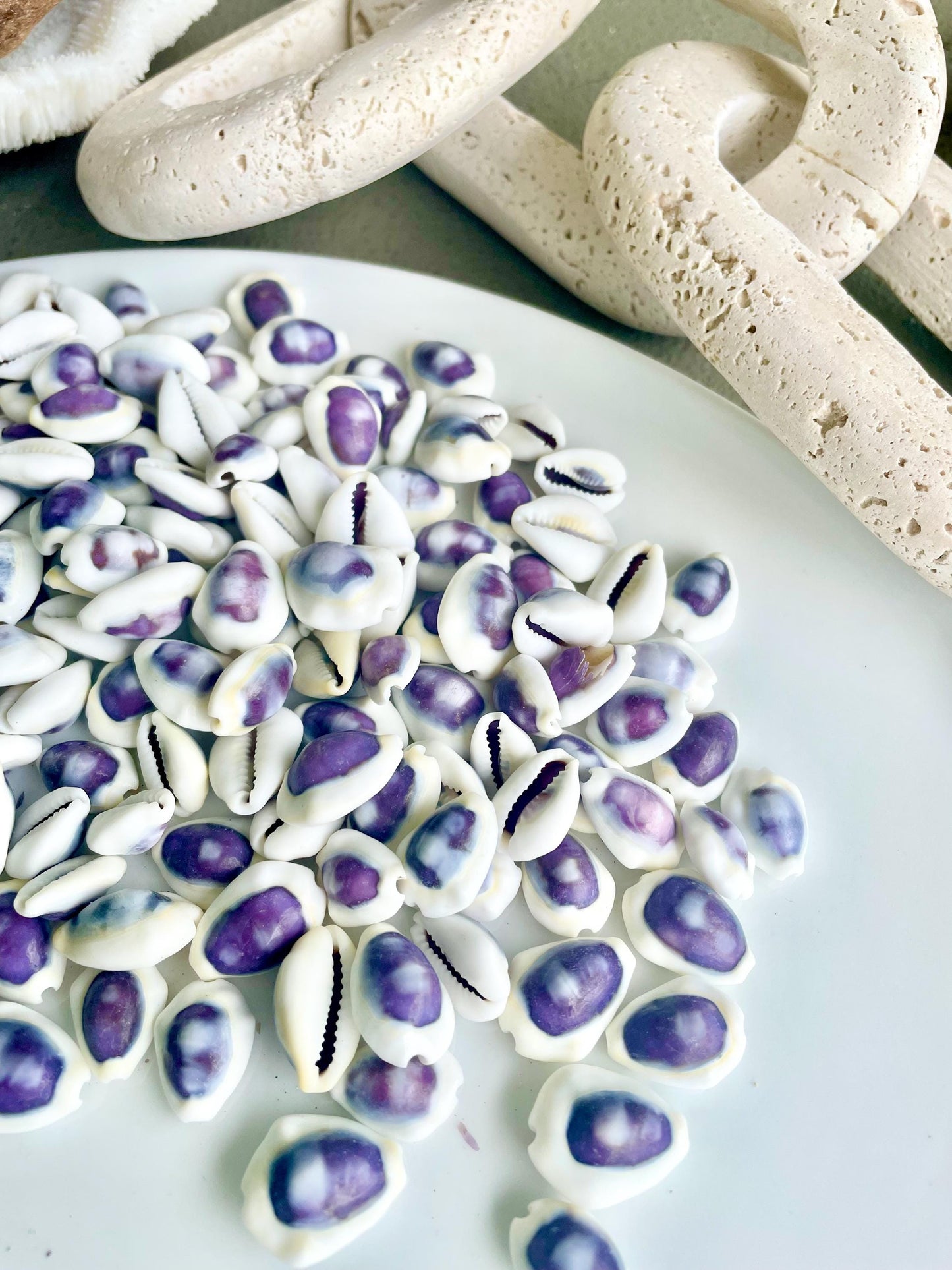 Purple Top Money Cowrie Shells *You Choose Quantity* .5-1" White Small Craft Seashells