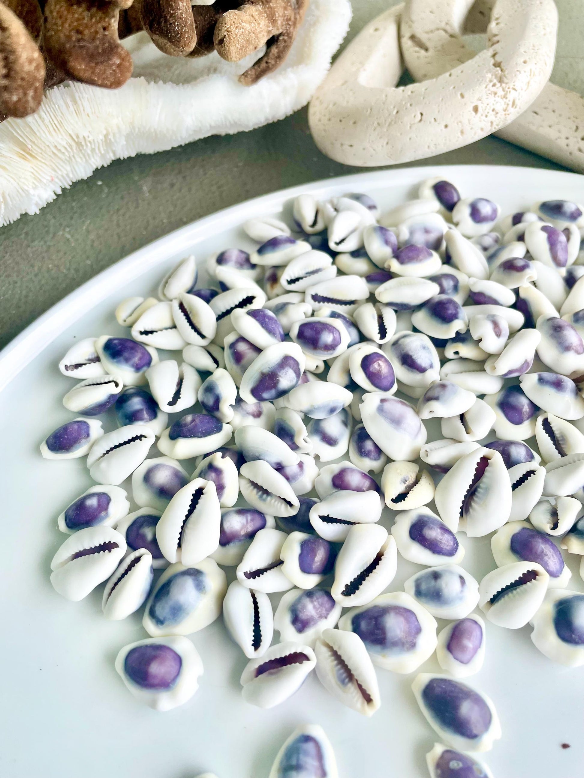 Purple Top Money Cowrie Shells *You Choose Quantity* .5-1" White Small Craft Seashells