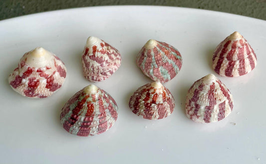 Trochus Radiatus Top Shells: 1/2 -1" Small Red Green Striped Craft Shells