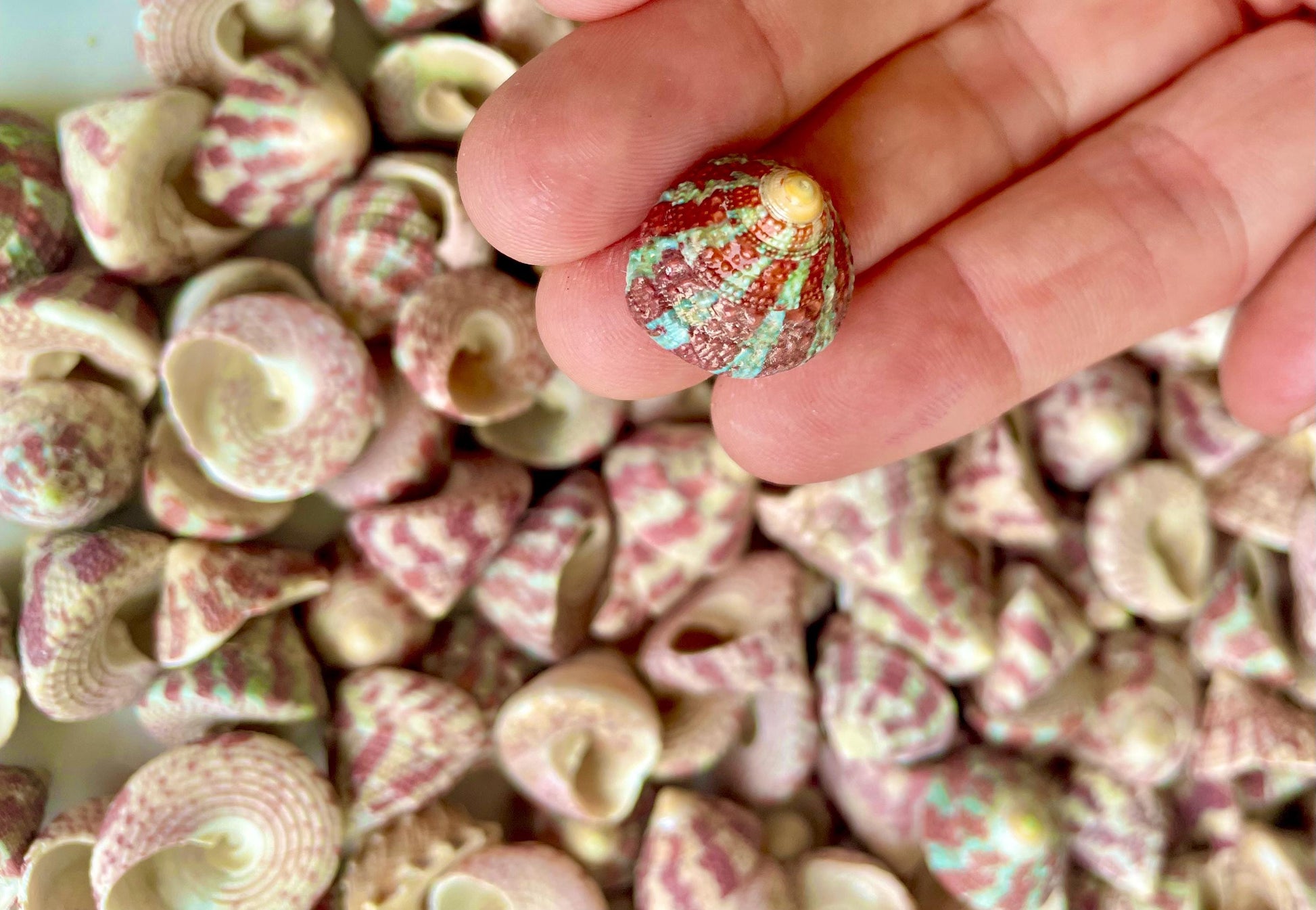 Trochus Radiatus Top Shells: 1/2 -1" Small Red Green Striped Craft Shells