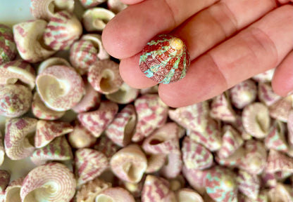 Trochus Radiatus Top Shells: 1/2 -1" Small Red Green Striped Craft Shells