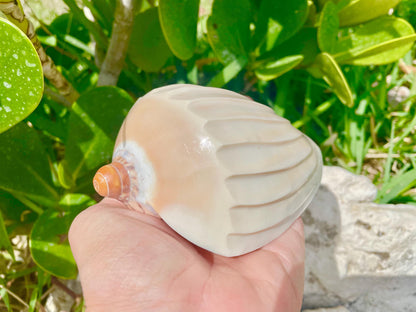 Polished Noble Volute: 4-5" Conch Shell, Carved Coastal Décor