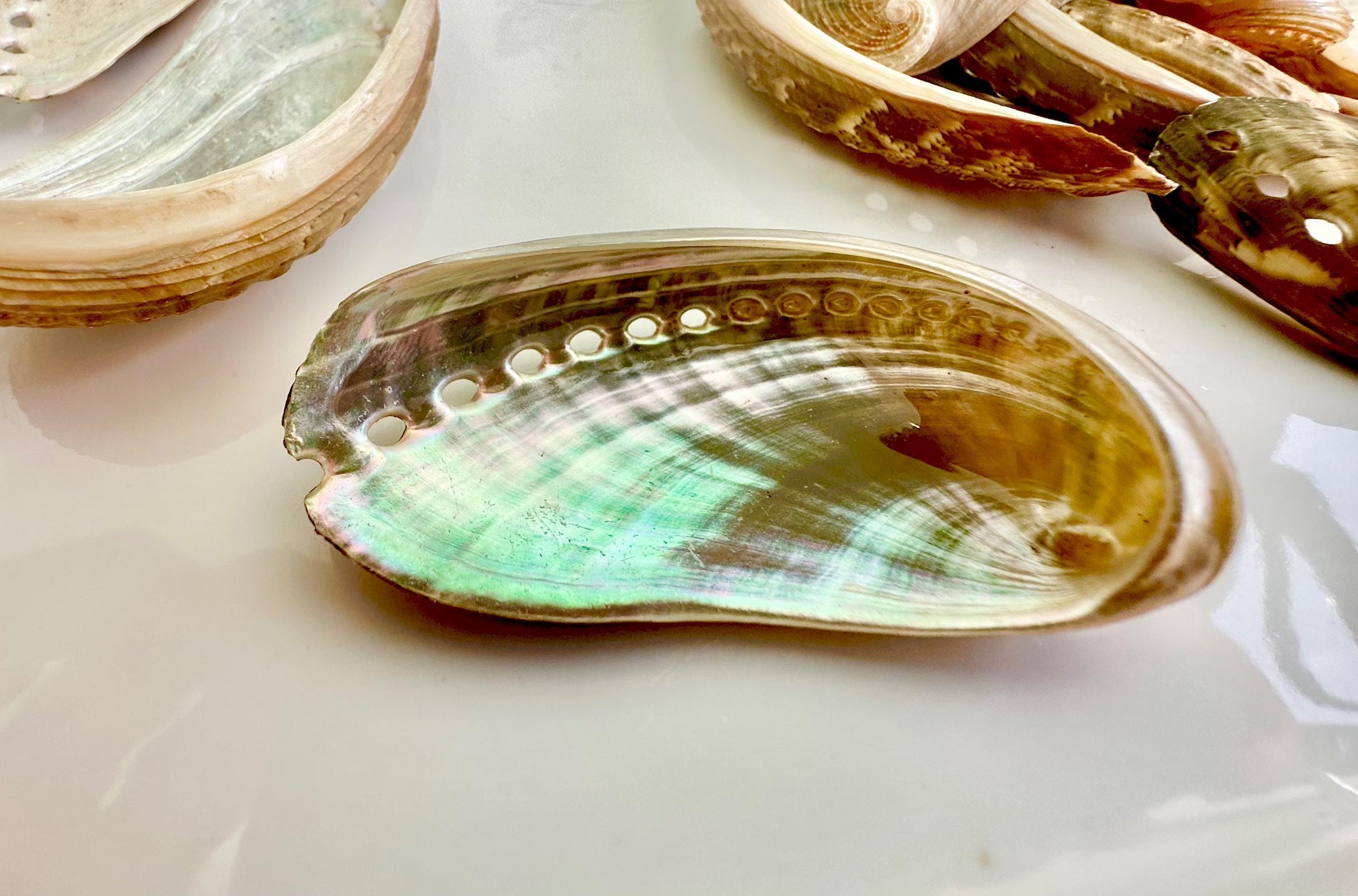 Donkey Ear Abalone Shells (1.5-3") Natural Green Silver Seashells for Craft & Coastal Décor
