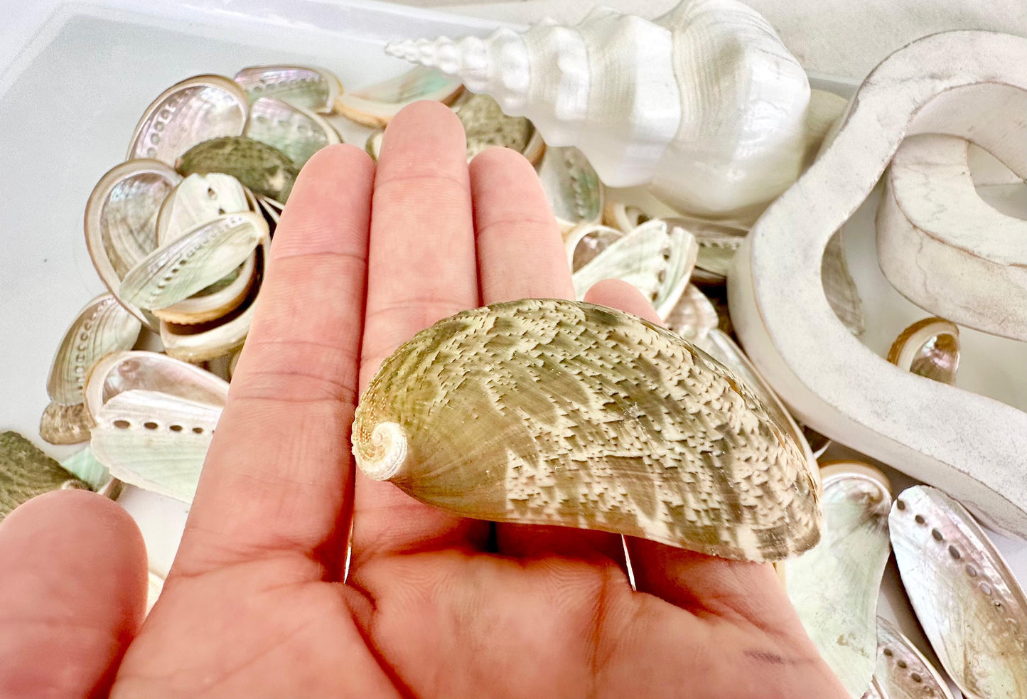 Donkey Ear Abalone Shells (1.5-3") Natural Green Silver Seashells for Craft & Coastal Décor