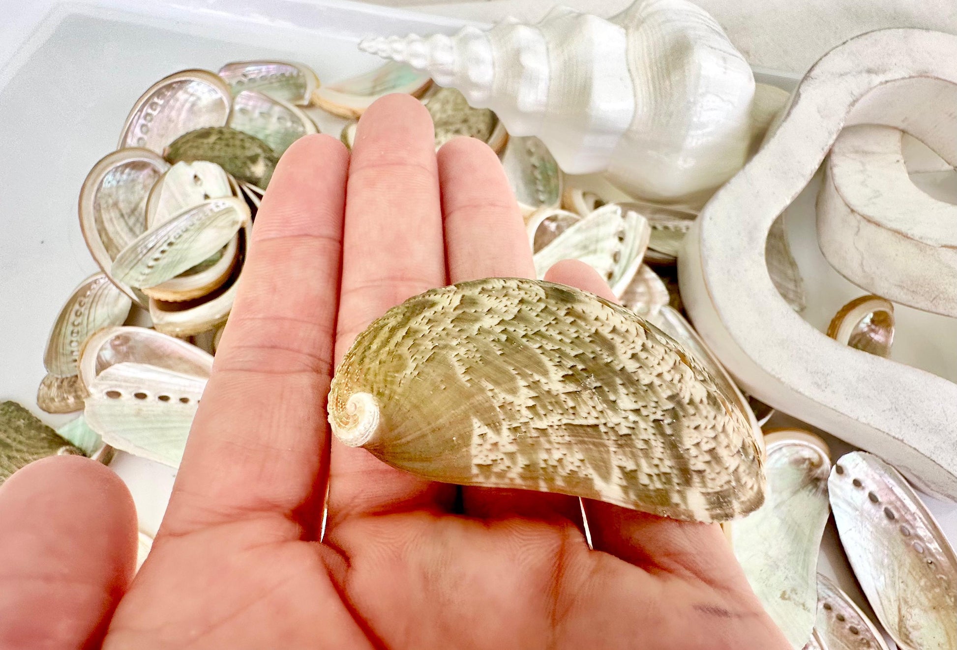 Donkey Ear Abalone Shells (1.5-3") Natural Green Silver Seashells for Craft & Coastal Décor
