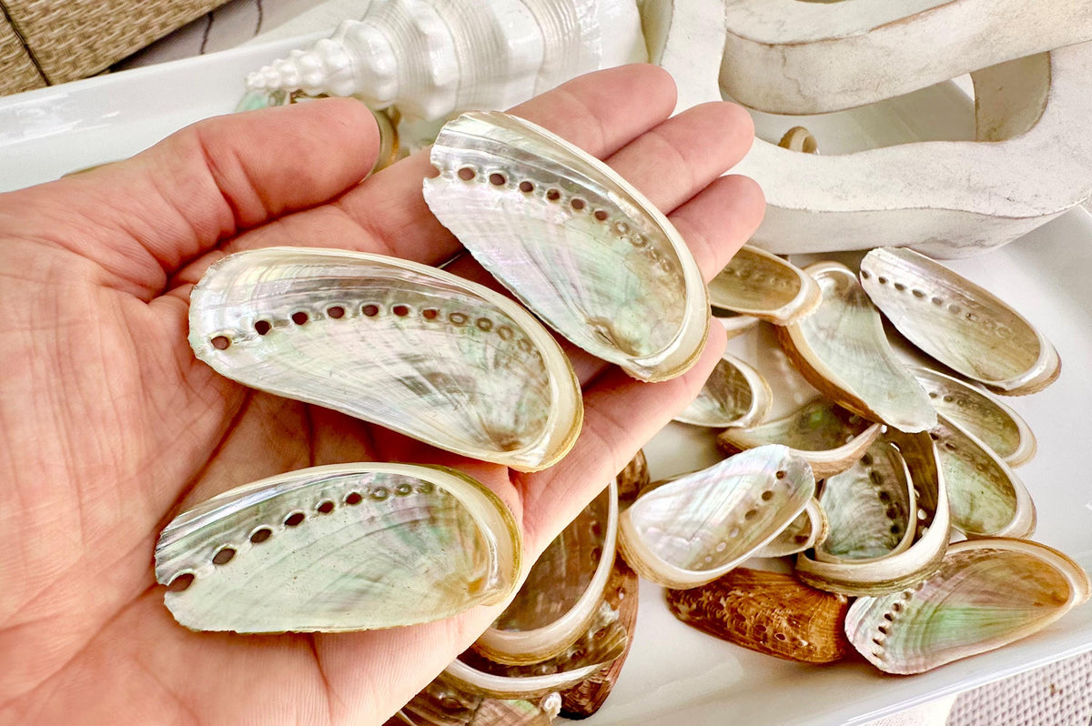 Donkey Ear Abalone Shells (1.5-3") Natural Green Silver Seashells for Craft & Coastal Décor