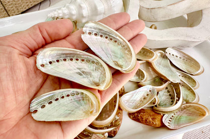 Donkey Ear Abalone Shells (1.5-3") Natural Green Silver Seashells for Craft & Coastal Décor