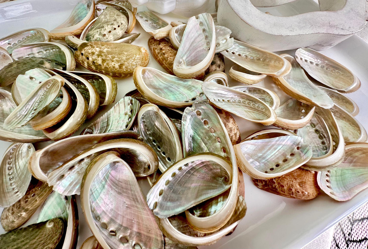 Donkey Ear Abalone Shells (1.5-3") Natural Green Silver Seashells for Craft & Coastal Décor