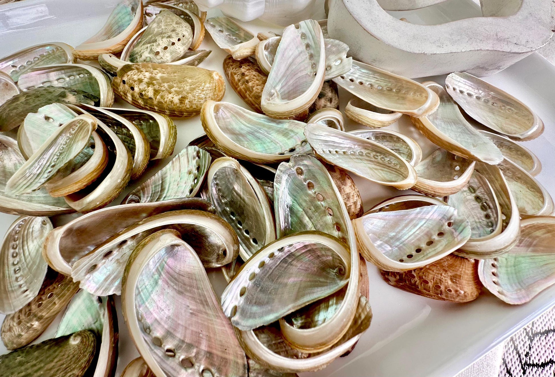 Donkey Ear Abalone Shells (1.5-3") Natural Green Silver Seashells for Craft & Coastal Décor