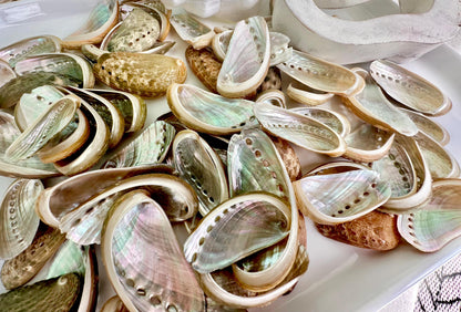 Donkey Ear Abalone Shells (1.5-3") Natural Green Silver Seashells for Craft & Coastal Décor