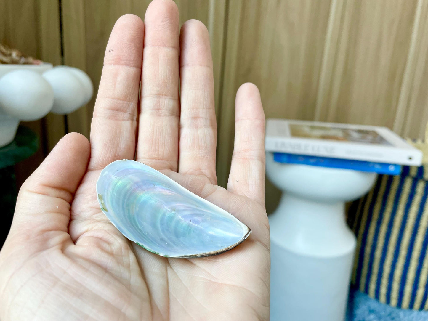 Light Blue Mussel Shells: 1.5-2.5" *200 Pieces* Craft Seashells
