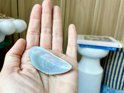 Light Blue Mussel Shells: 1.5-2.5" *200 Pieces* Craft Seashells