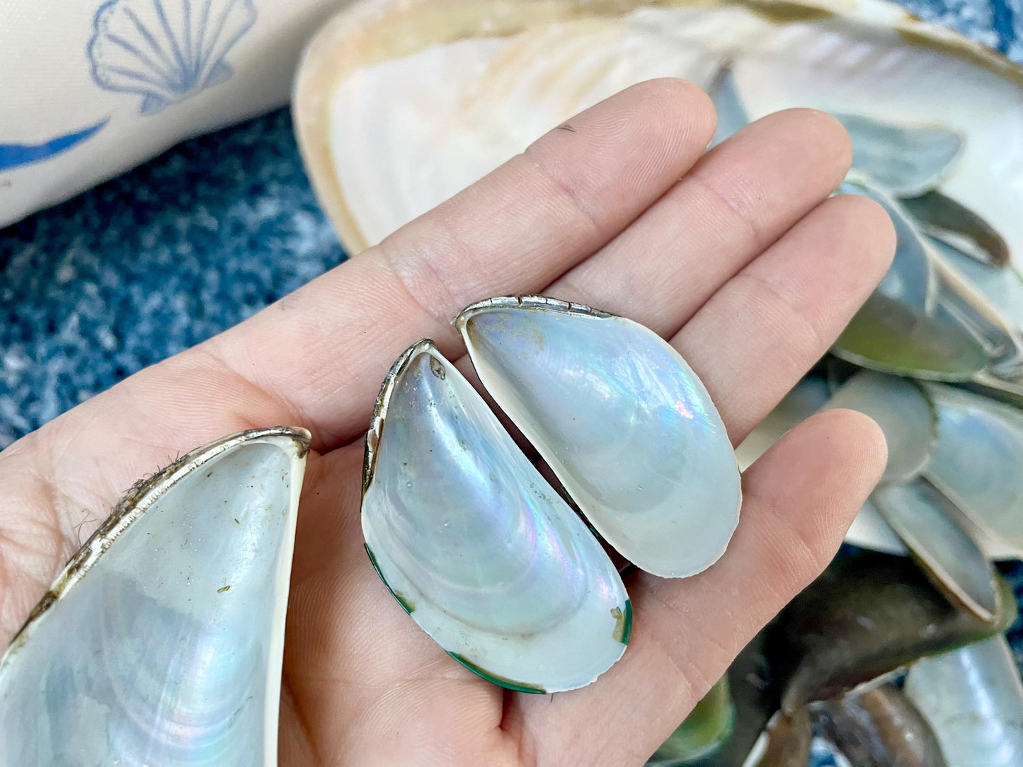 Light Blue Mussel Shells: 1.5-2.5" *200 Pieces* Craft Seashells