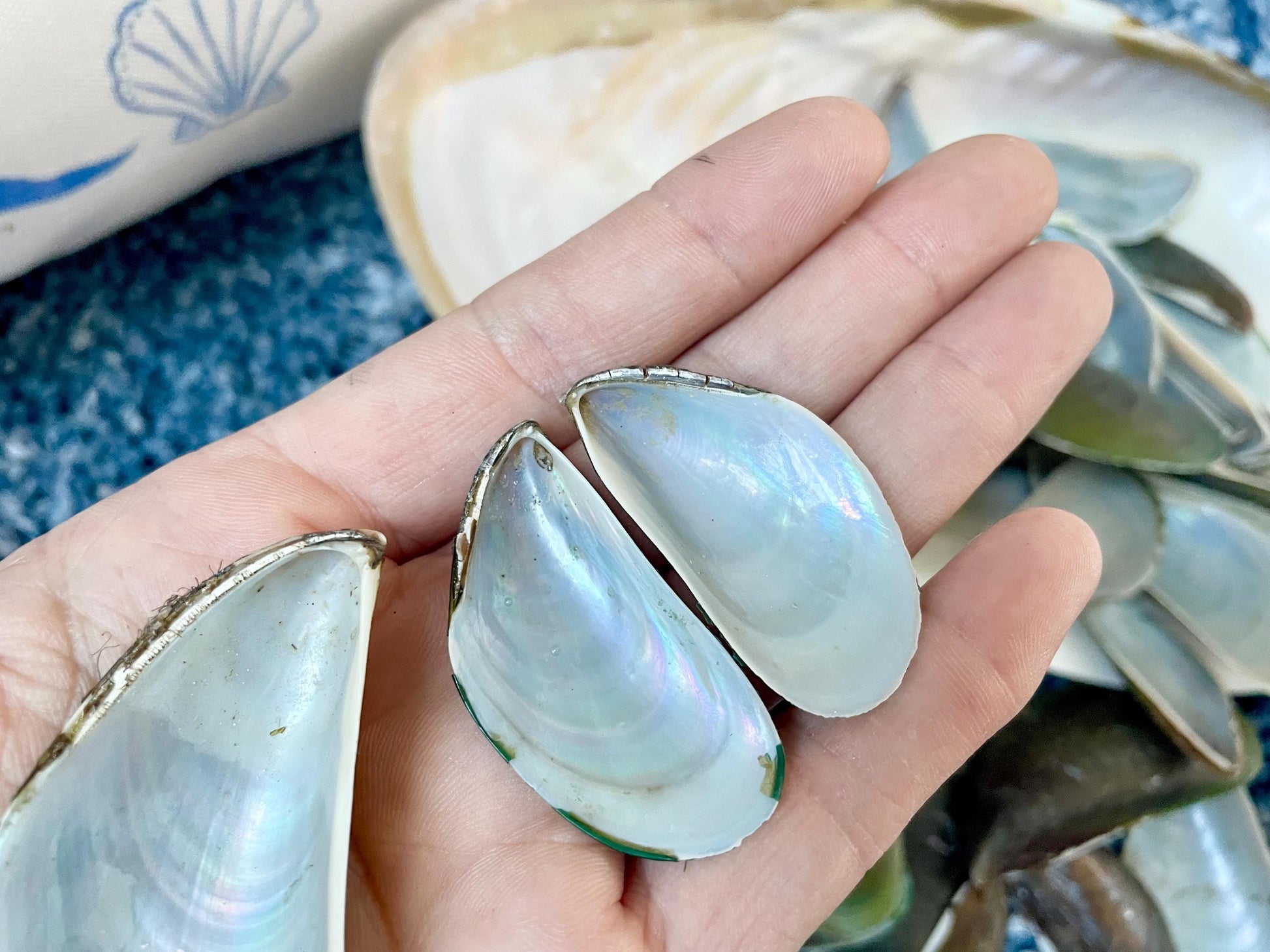 Light Blue Mussel Shells: 1.5-2.5" *200 Pieces* Craft Seashells