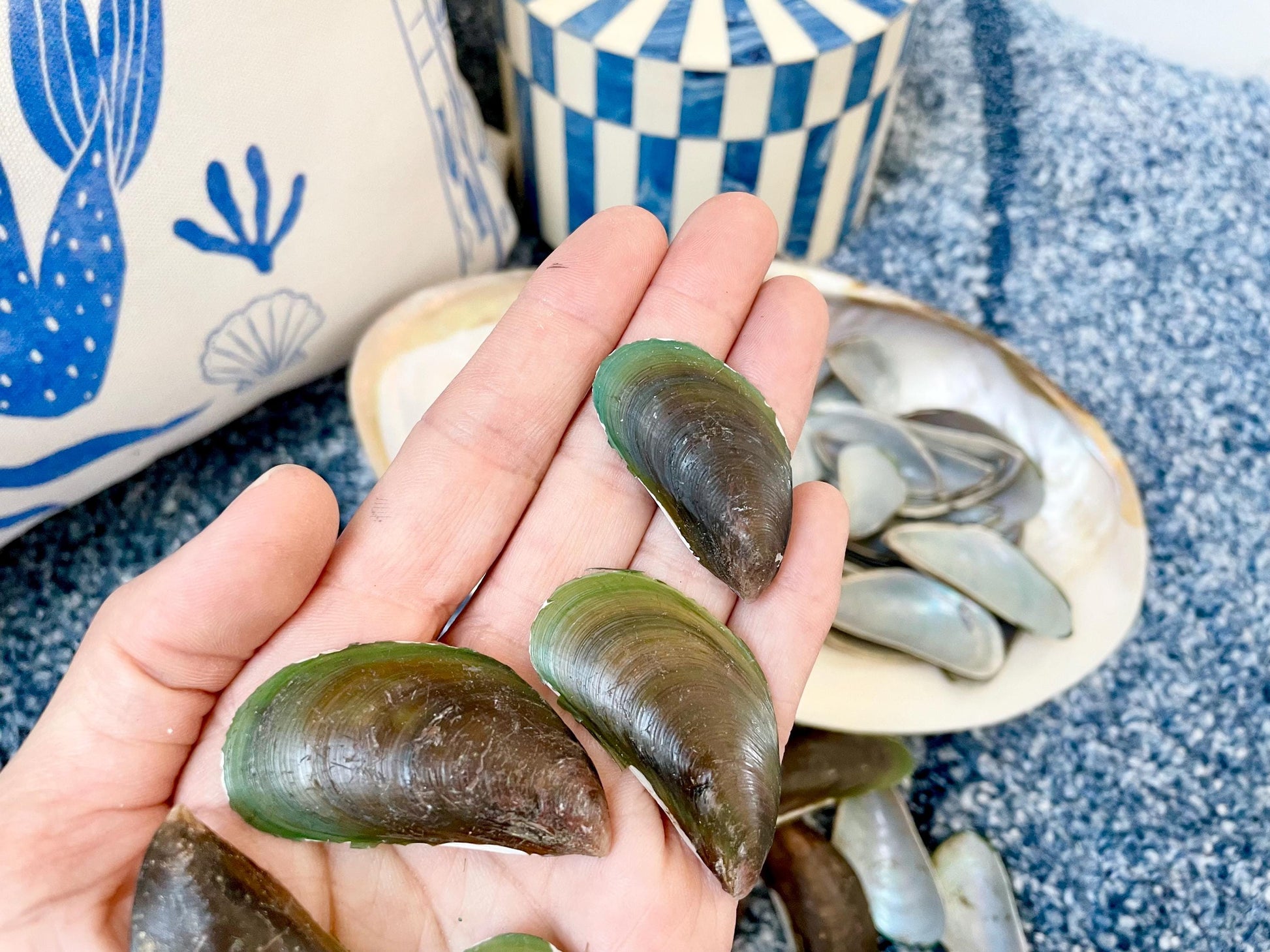 Light Blue Mussel Shells: 1.5-2.5" *200 Pieces* Craft Seashells