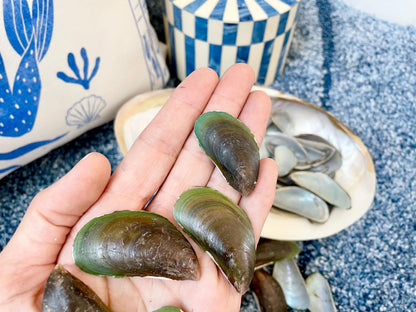 Light Blue Mussel Shells: 1.5-2.5" *200 Pieces* Craft Seashells