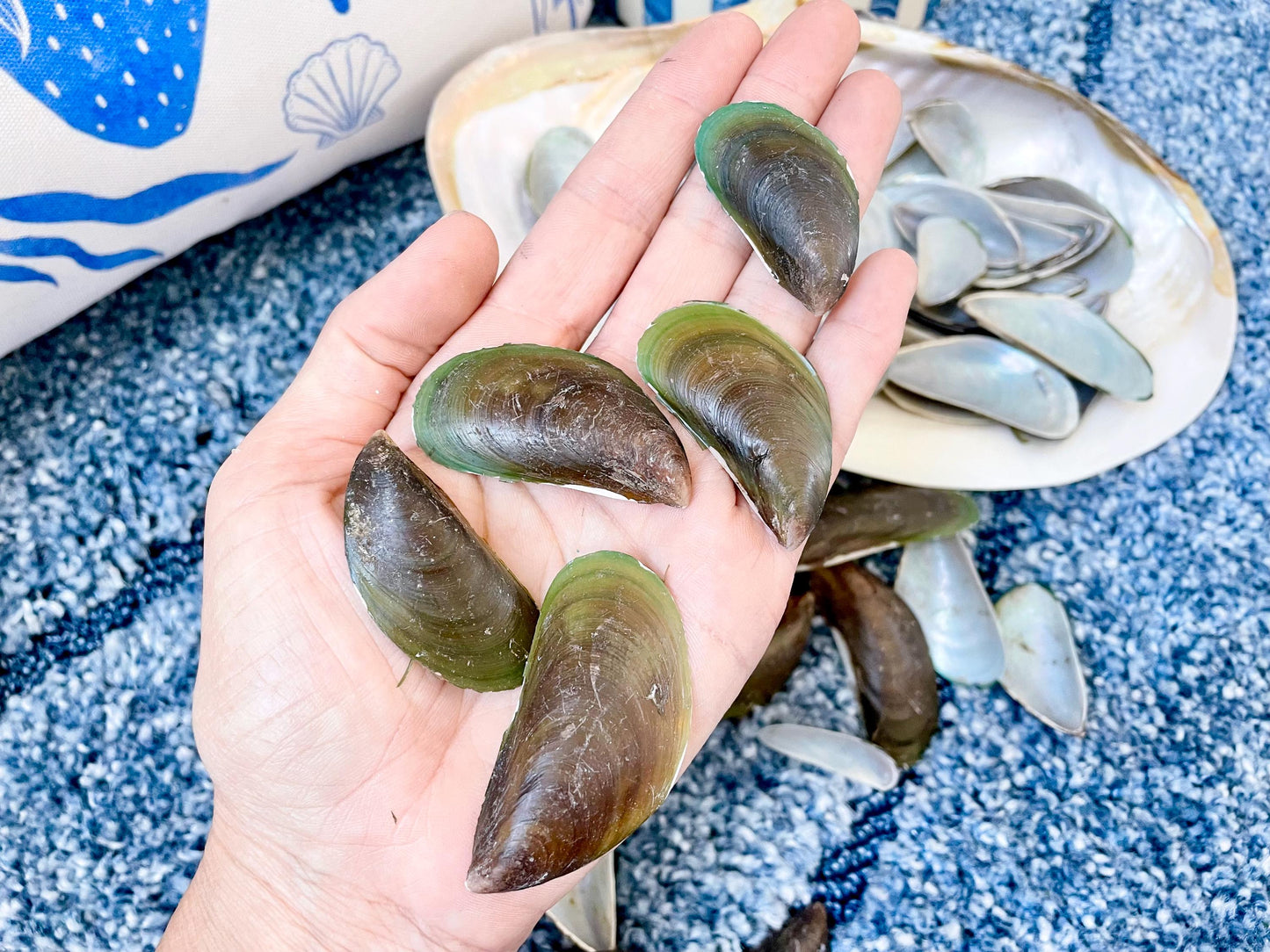 Light Blue Mussel Shells: 1.5-2.5" *200 Pieces* Craft Seashells