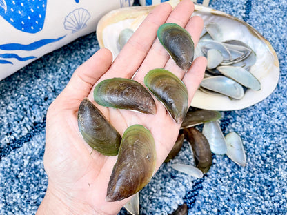 Light Blue Mussel Shells: 1.5-2.5" *200 Pieces* Craft Seashells