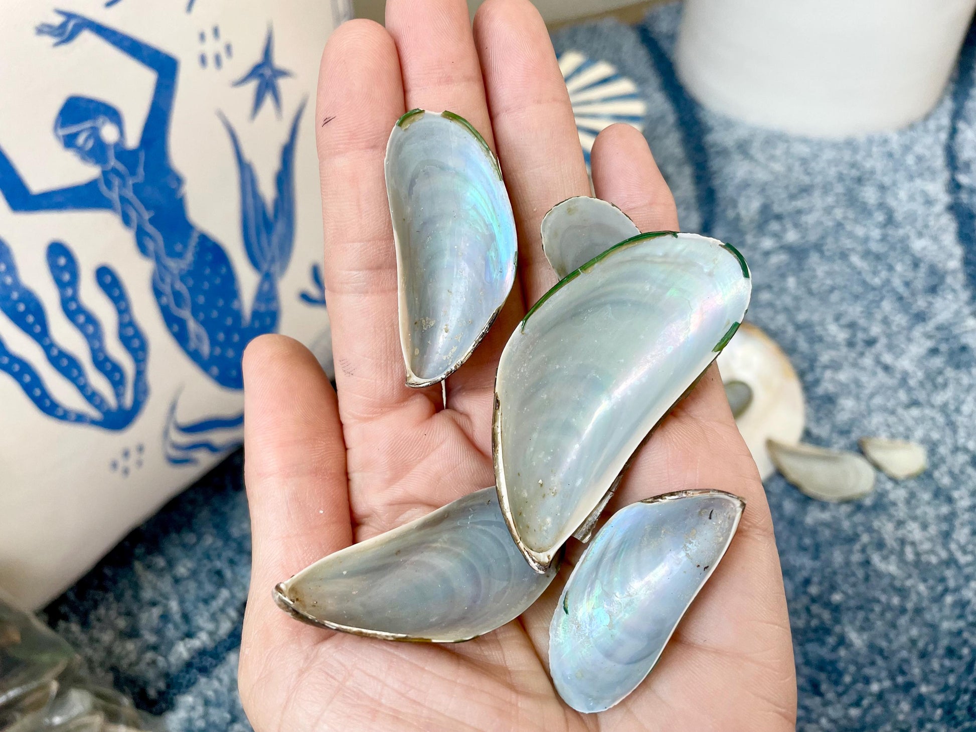 Light Blue Mussel Shells: 1.5-2.5" *200 Pieces* Craft Seashells