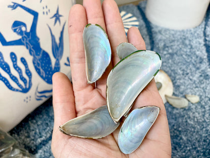 Light Blue Mussel Shells: 1.5-2.5" *200 Pieces* Craft Seashells