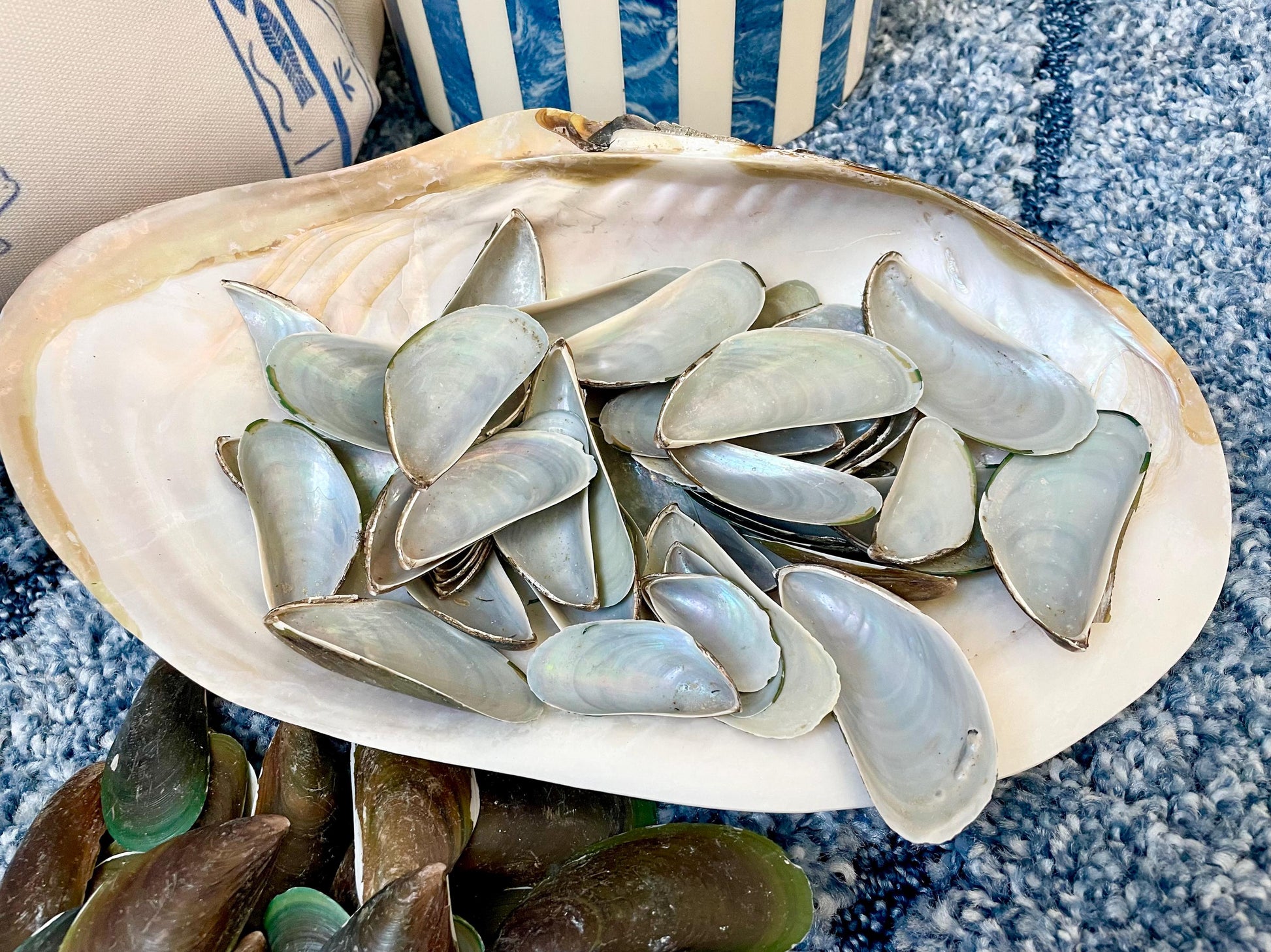 Light Blue Mussel Shells: 1.5-2.5" *200 Pieces* Craft Seashells