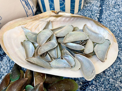 Light Blue Mussel Shells: 1.5-2.5" *200 Pieces* Craft Seashells