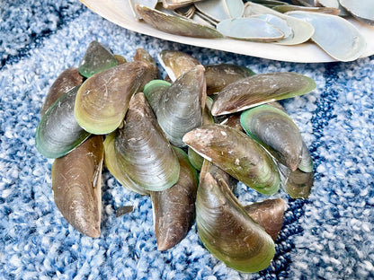 Light Blue Mussel Shells: 1.5-2.5" *200 Pieces* Craft Seashells