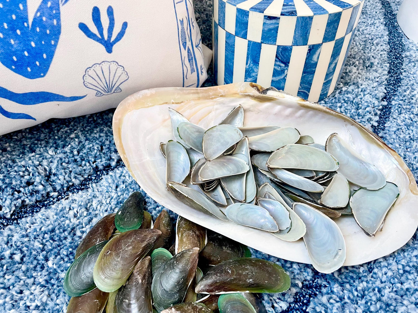 Light Blue Mussel Shells: 1.5-2.5" *200 Pieces* Craft Seashells
