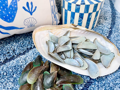 Light Blue Mussel Shells: 1.5-2.5" *200 Pieces* Craft Seashells