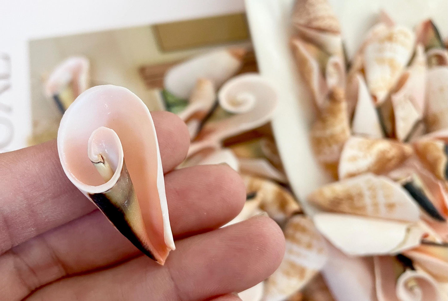 PINK LILY CUT Shells 1.25"-1.75" Long *You Choose Quantity* Slices Craft Seashells
