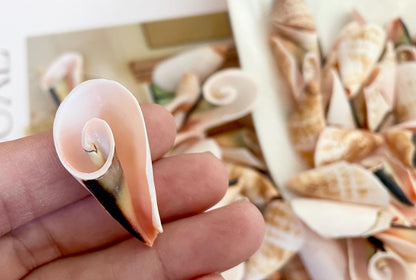 PINK LILY CUT Shells 1.25"-1.75" Long *You Choose Quantity* Slices Craft Seashells