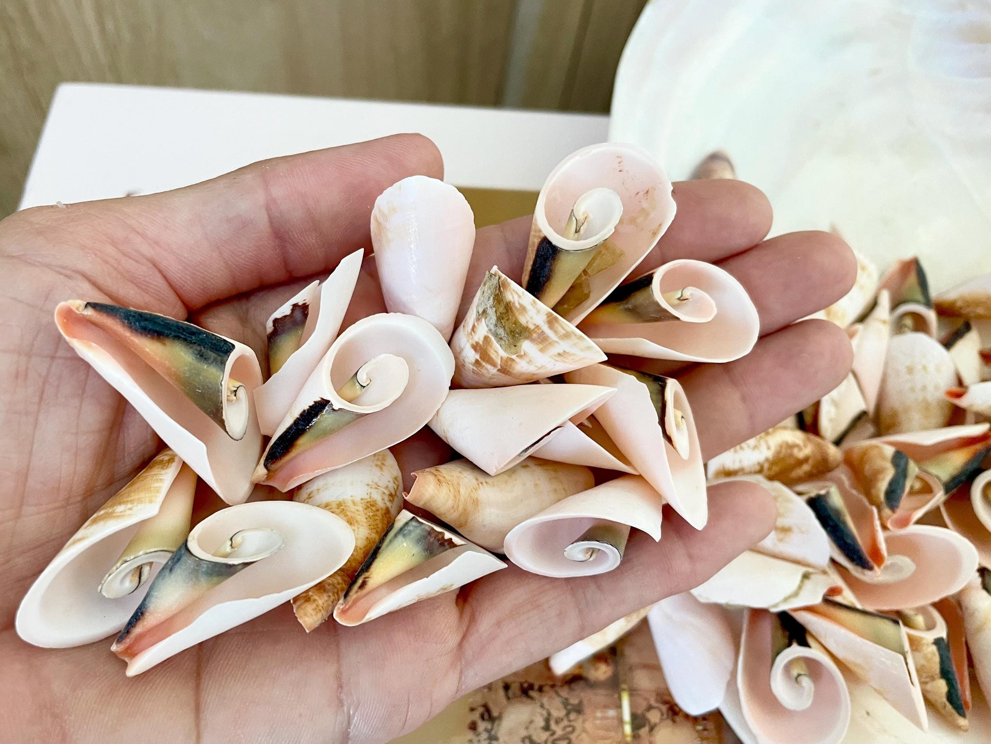 PINK LILY CUT Shells 1.25"-1.75" Long *You Choose Quantity* Slices Craft Seashells