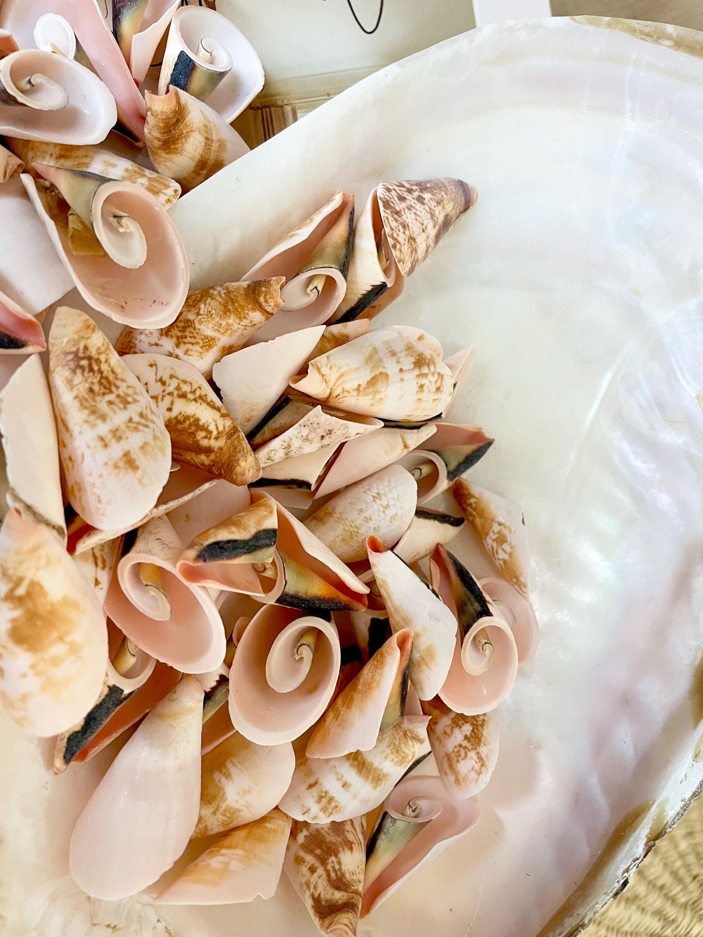 PINK LILY CUT Shells 1.25"-1.75" Long *You Choose Quantity* Slices Craft Seashells