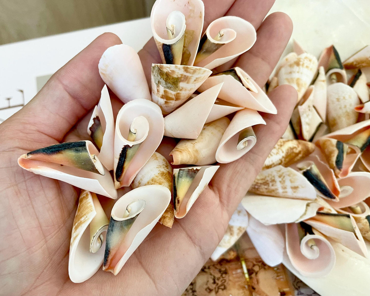 PINK LILY CUT Shells 1.25"-1.75" Long *You Choose Quantity* Slices Craft Seashells