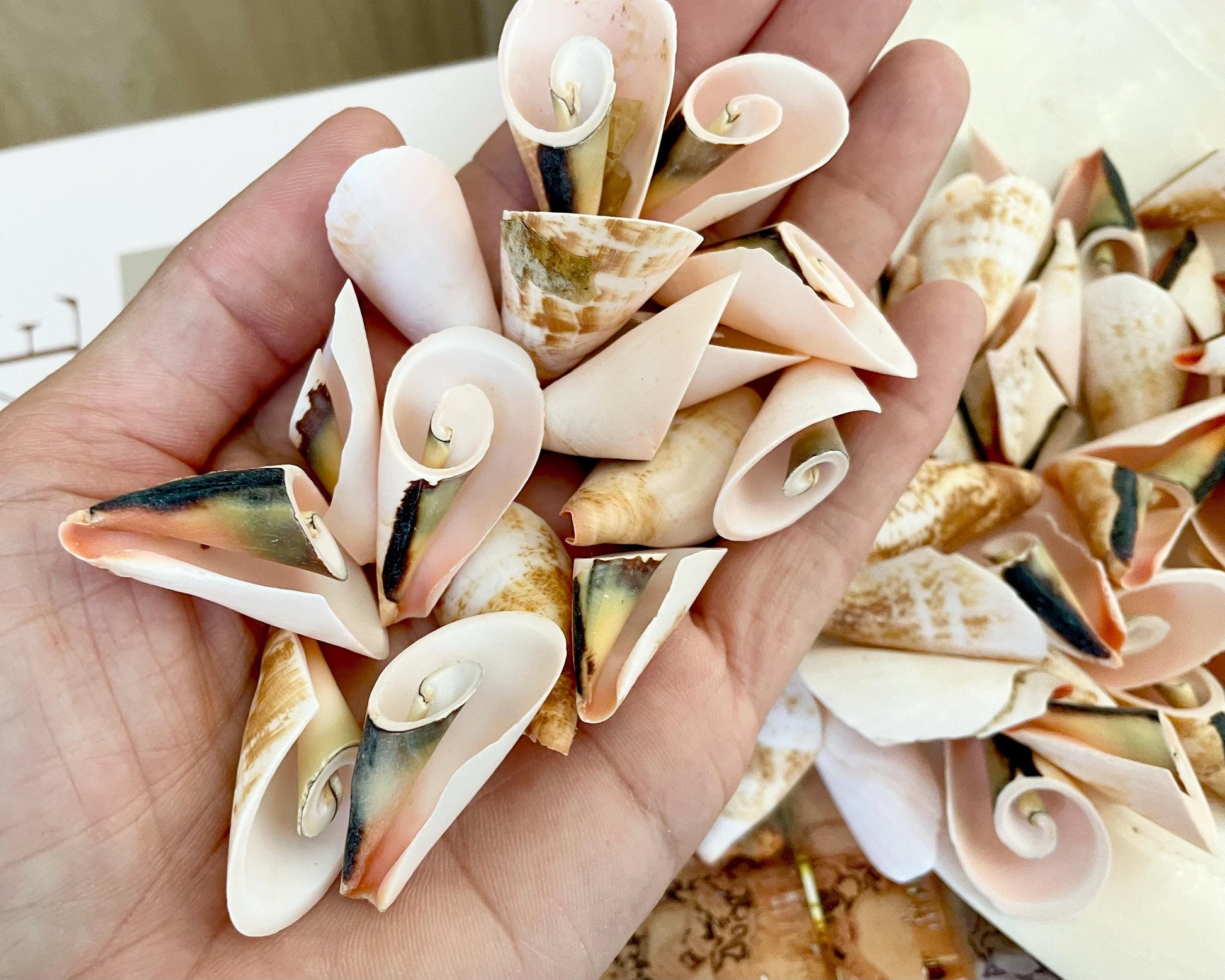 PINK LILY CUT Shells 1.25"-1.75" Long *You Choose Quantity* Slices Craft Seashells