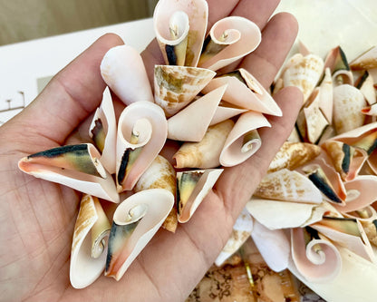 PINK LILY CUT Shells 1.25"-1.75" Long *You Choose Quantity* Slices Craft Seashells