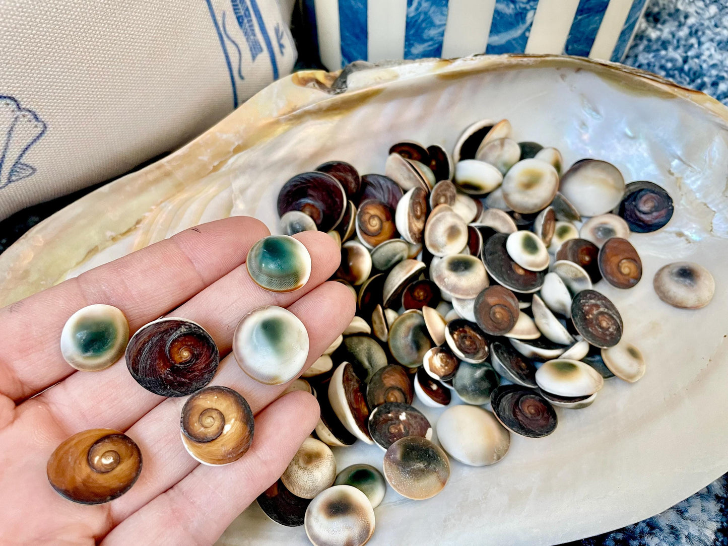 GREEN CAT EYE Operculum Shells .5-1" *You Choose Quantity* Small Craft Seashells