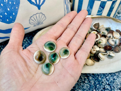 GREEN CAT EYE Operculum Shells .5-1" *You Choose Quantity* Small Craft Seashells