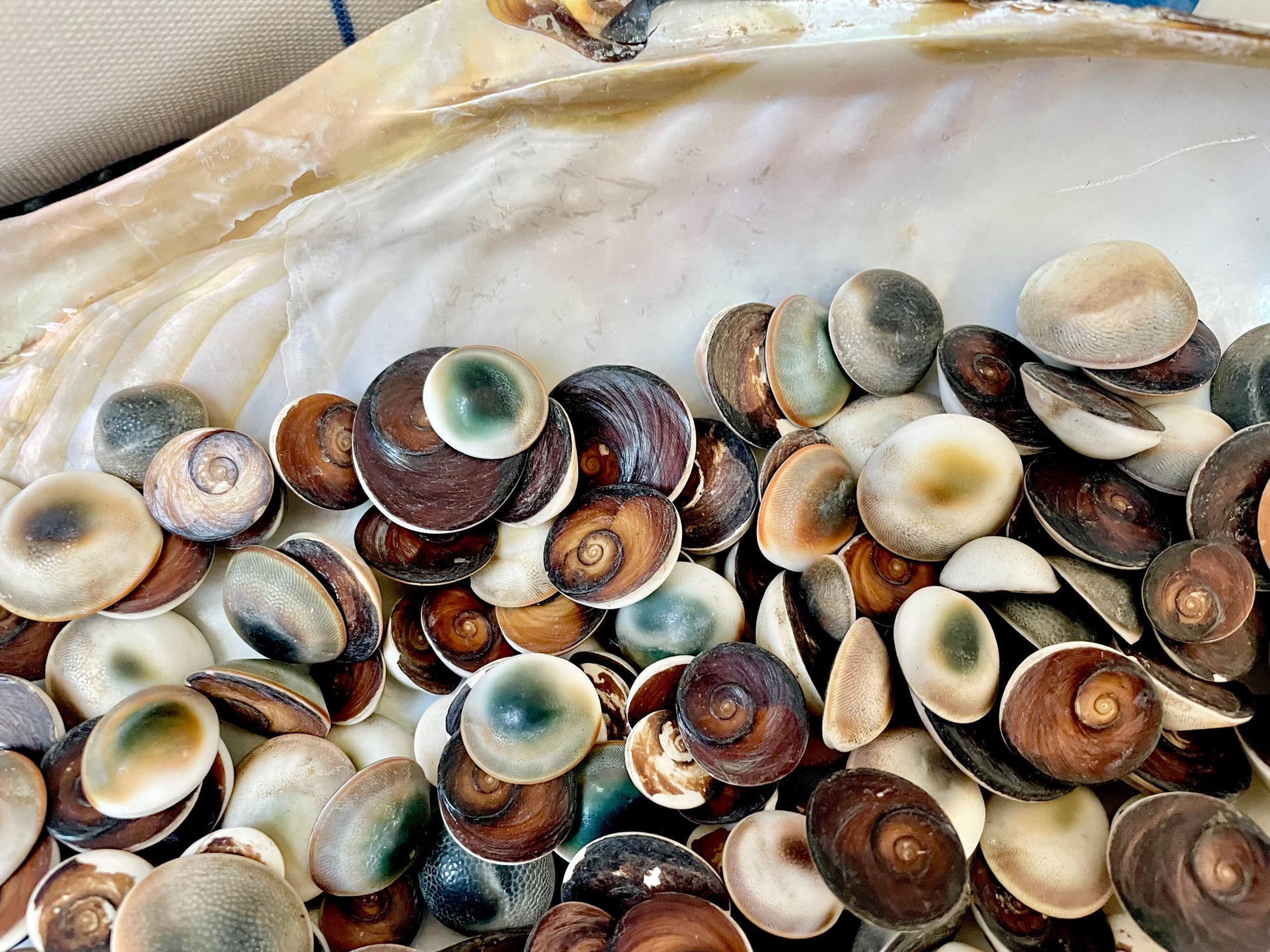 GREEN CAT EYE Operculum Shells .5-1" *You Choose Quantity* Small Craft Seashells