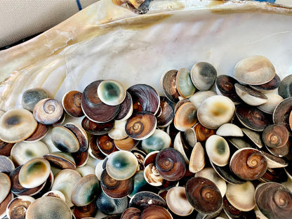 GREEN CAT EYE Operculum Shells .5-1" *You Choose Quantity* Small Craft Seashells