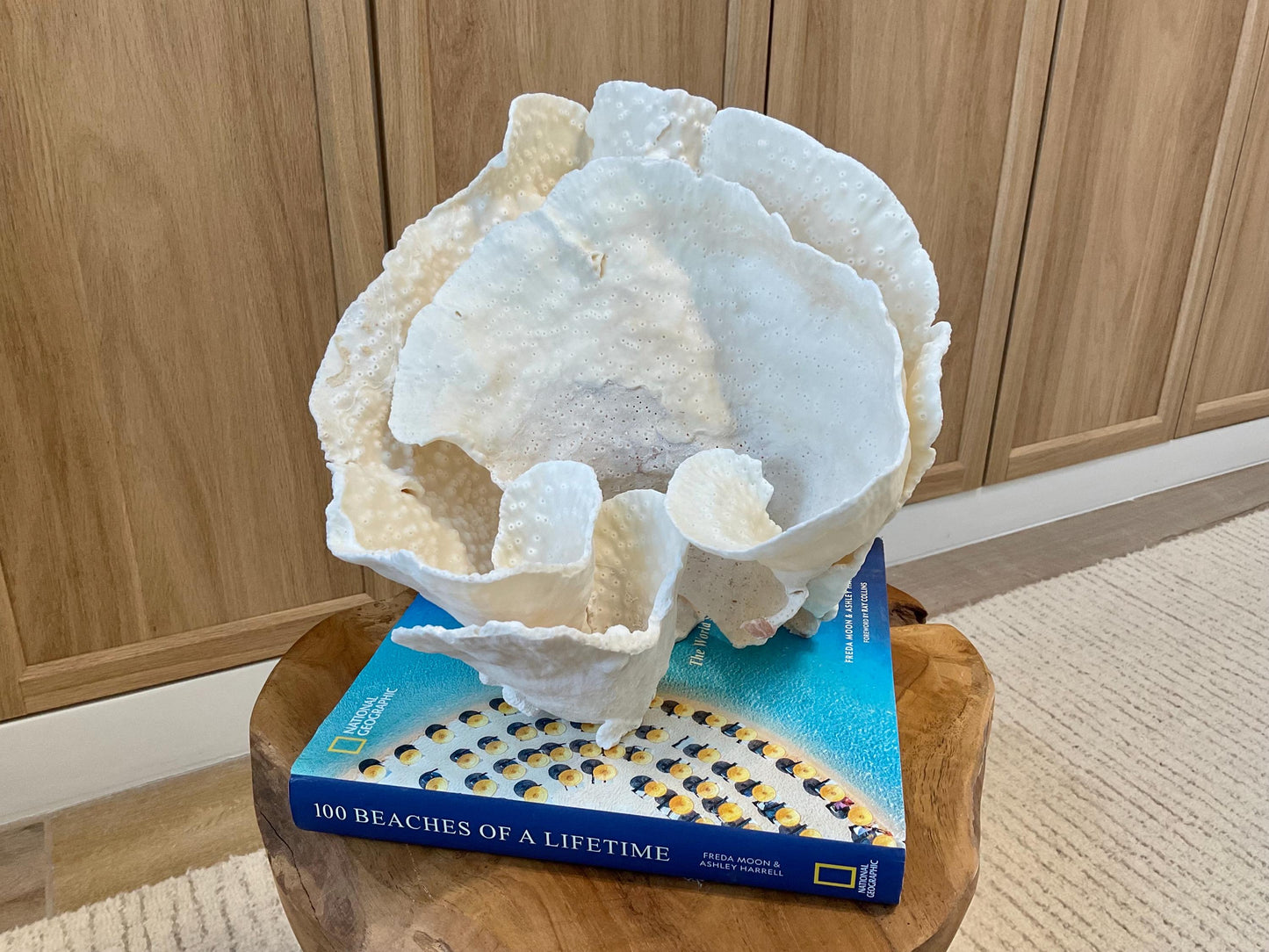 Natural Spiral Cup Coral Fossil Specimen: 9.5x9x10.5" Beach House Coastal Décor